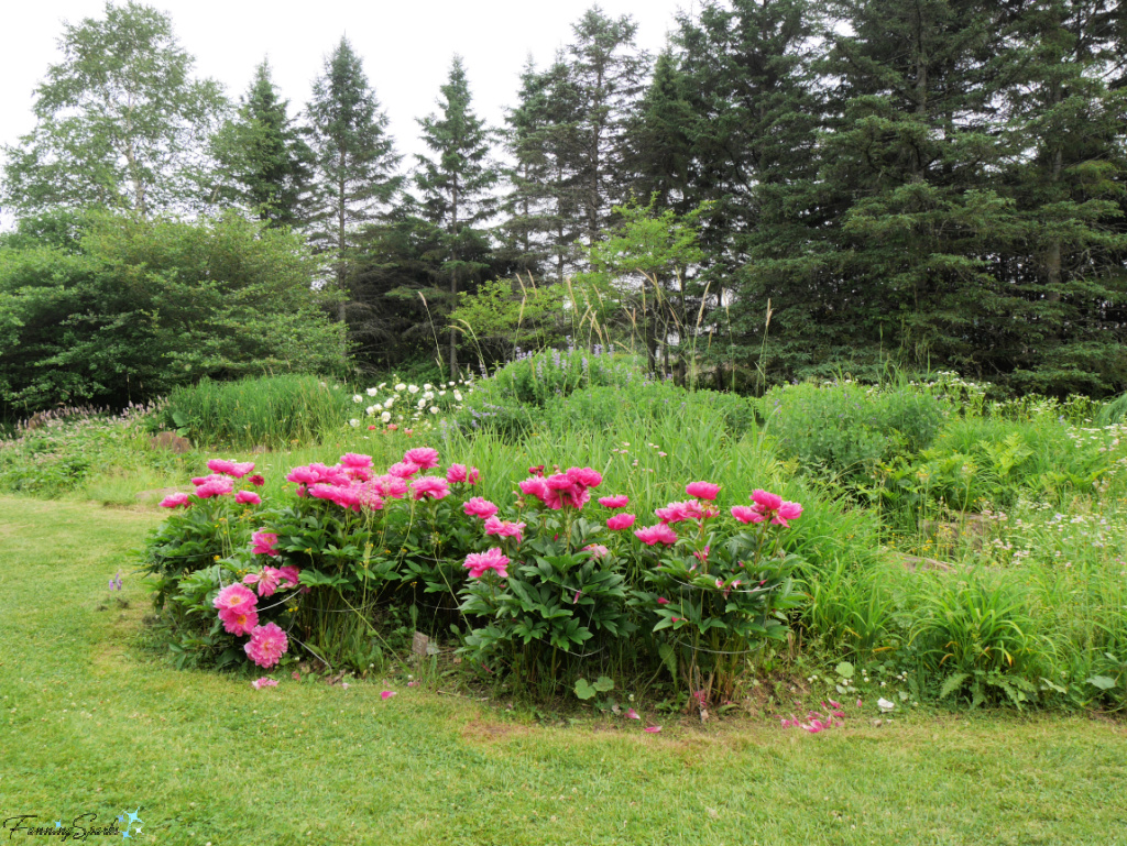 Peonies in New Brunswick Botanical Garden @FanningSparks