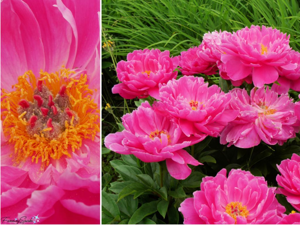Peony Athens (Paeonia lactiflora) in New Brunswick Botanical Garden   @FanningSparks