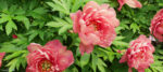 Peony ‘Yankee Doodle Dandy’ in Full Bloom @FanningSparks