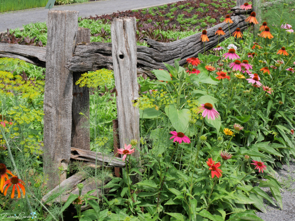Perennials in Jardin botanique in Montreal @FanningSparks
