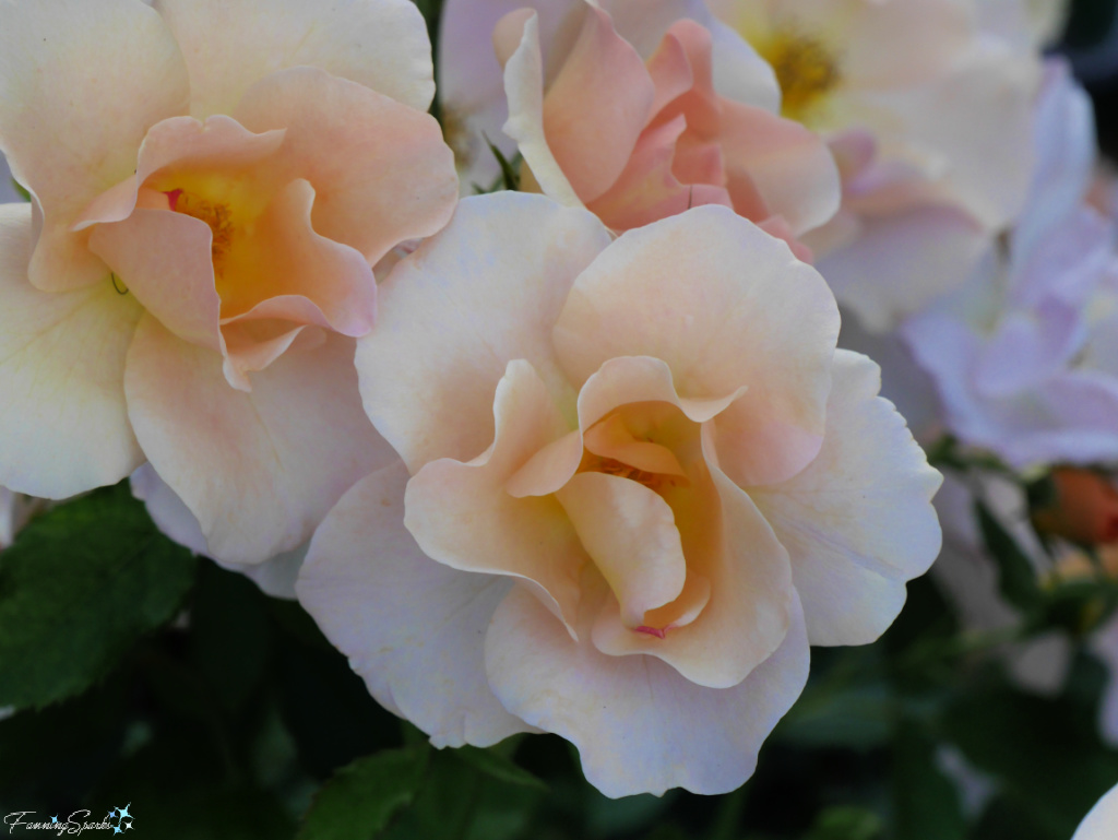Roses at Jardin Botanique Roger-Van den Hende at Université Laval @FanningSparks