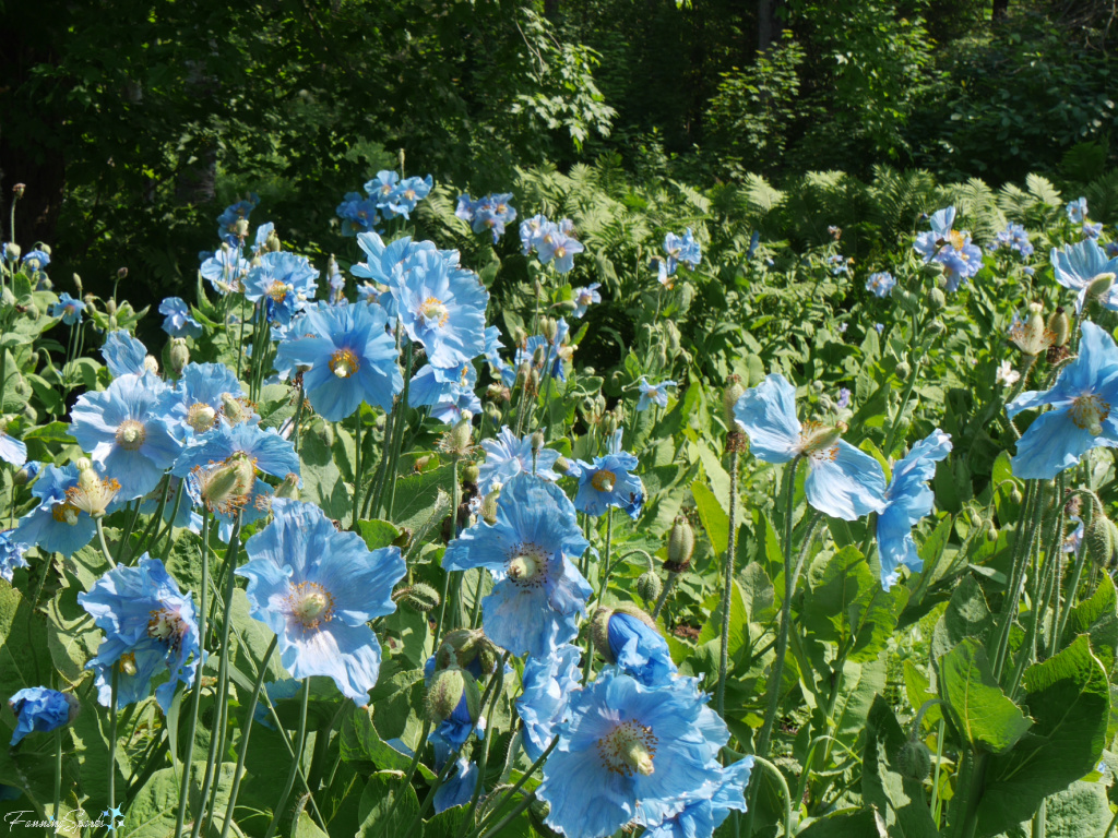 Swath of Himalayan Blue Poppies at Reford Garden @FanningSparks