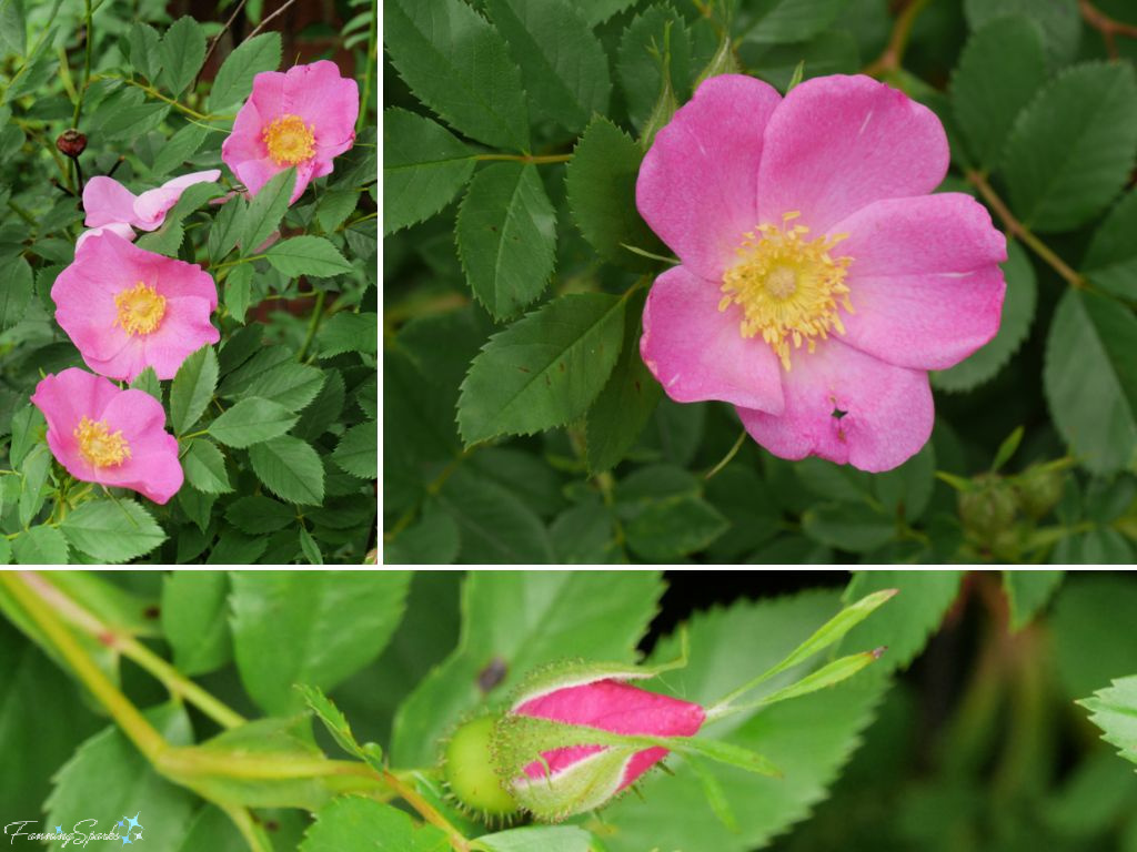 Virginia Rose (Rosa virginiana) in Harriett Irving Botanical Gardens   @FanningSparks