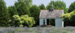 White Barn and Lavender Fields at La Seigneurie de l'Île d'Orléans @FanningSparks