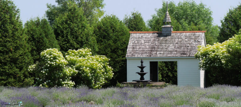 Postcards from Quebec #1 White Barn and Lavender Fields at La Seigneurie de l'Île d'Orléans @FanningSparks