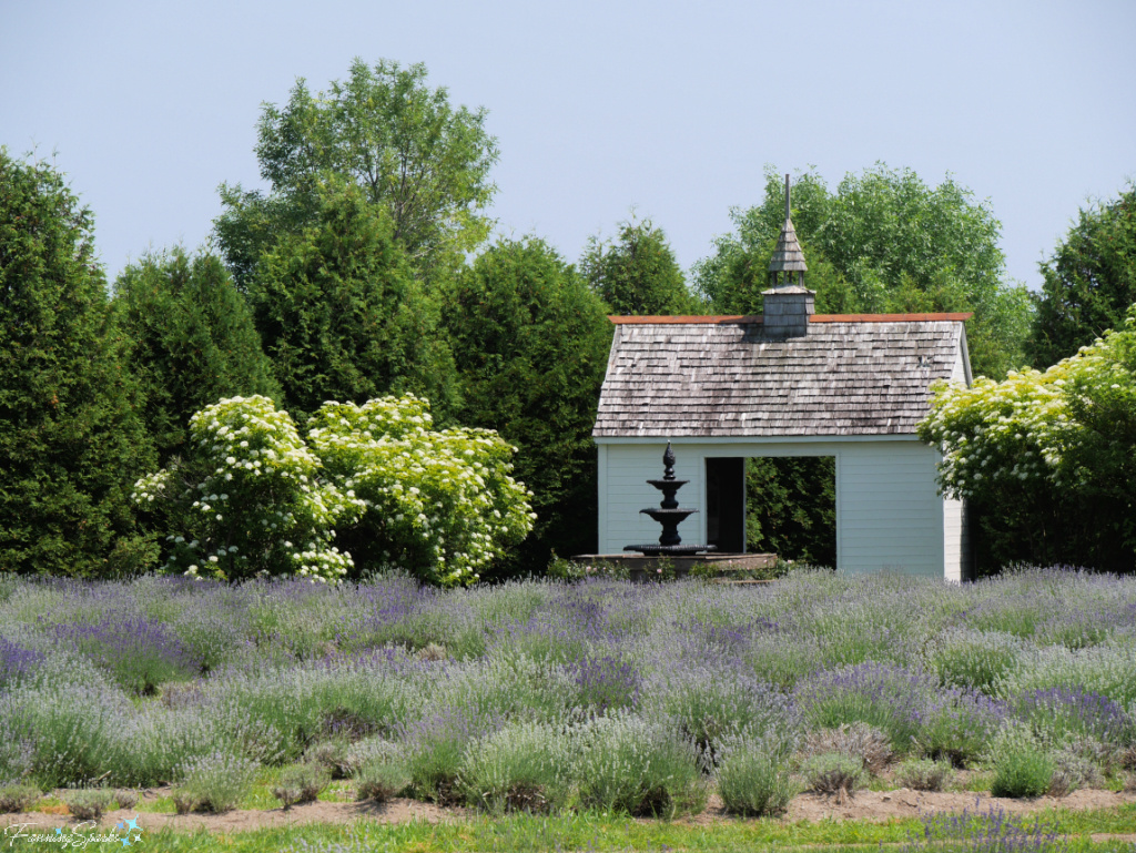 White Barn and Lavender Fields at La Seigneurie de l'Île d'Orléans @FanningSparks