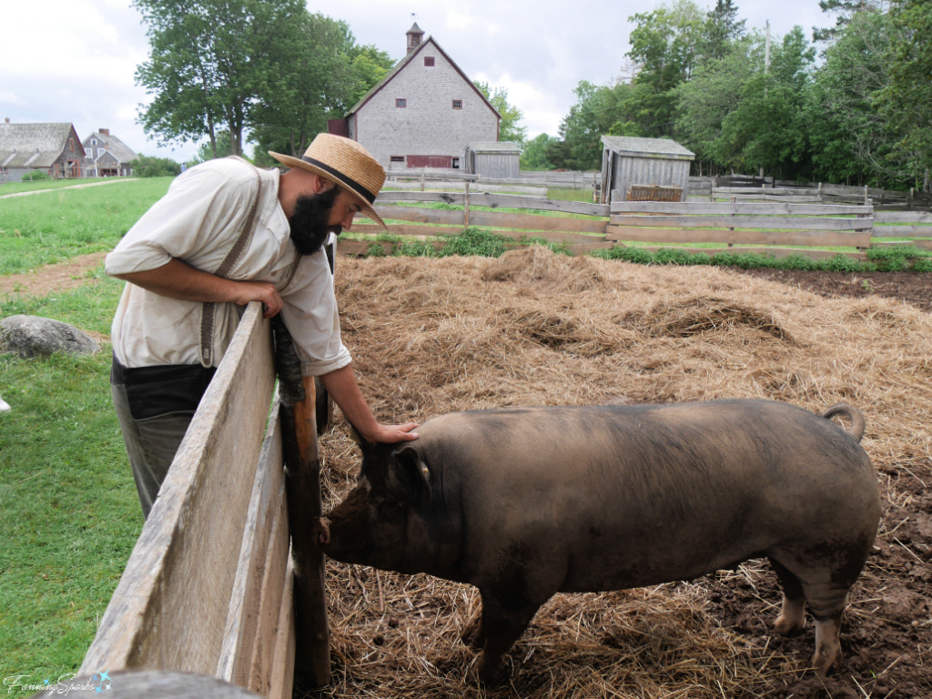 AJ Pets Pork Chop at Ross Farm Museum   @FanningSparks
