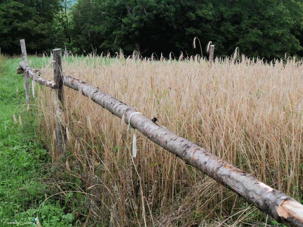 Field of Ripe Rye at Ross Farm Museum   @FanningSparks