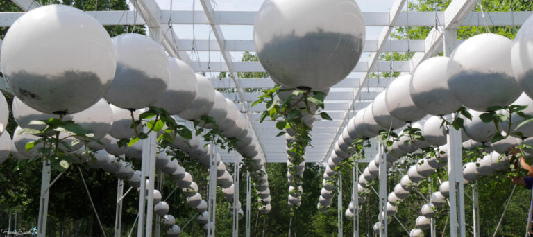 Seeding Innovation at the International Garden Festival Gravity Field by Terrain Work Centred fea @FanningSparks