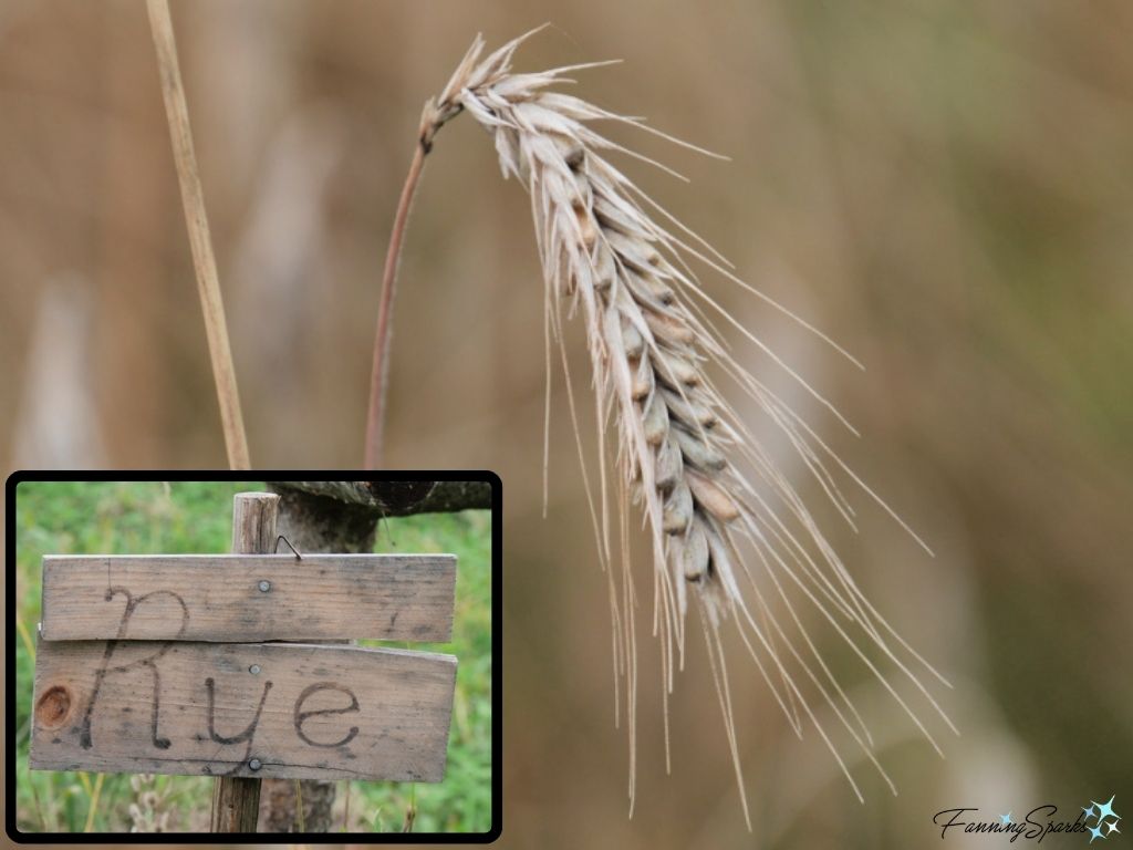 Ripe Rye Grain Head at Ross Farm Museum   @FanningSparks