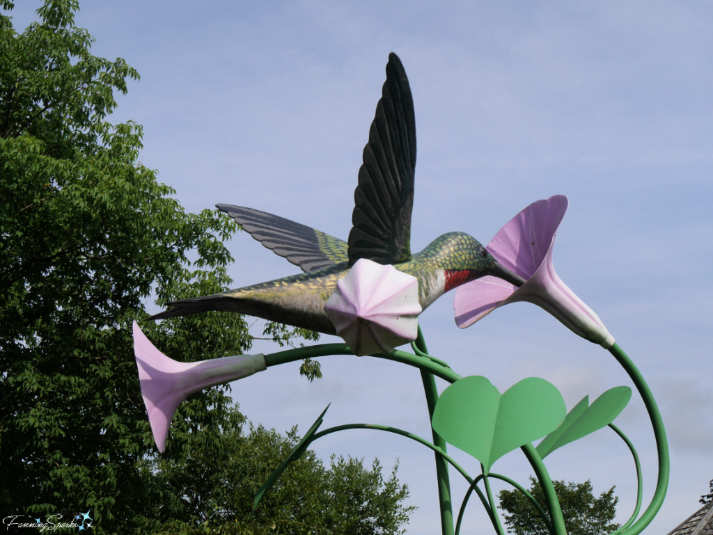 Roberta’s Hovering Hummingbird in Middle Musquodoboit NS   @FanningSparks
