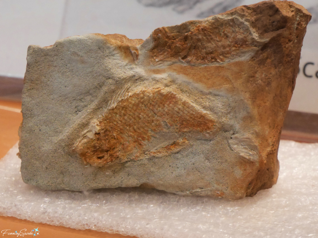 Semionotoid Fish Fossils at Fundy Geological Museum in Parrsboro   @FanningSparks