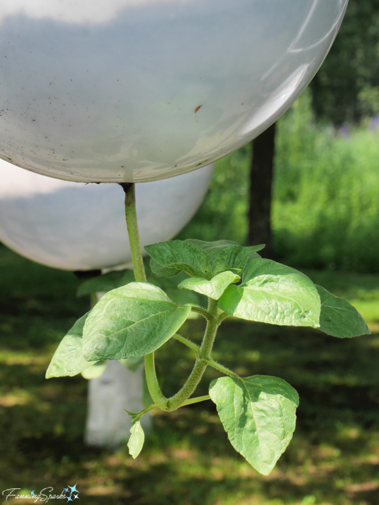 Sunflowers Growing Upside-Down in Gravity Field by Terrain Work @FanningSparks