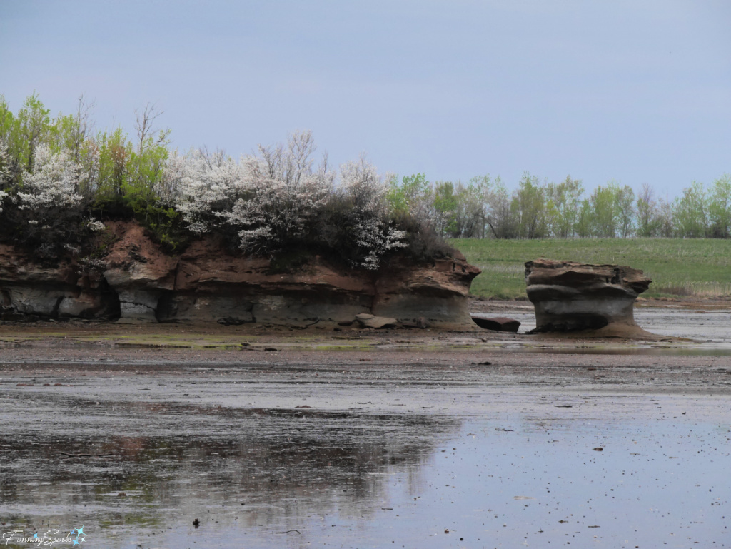 White Blossoms Top the Cliffs Along the Shoreline at Low Tide   @FanningSparks