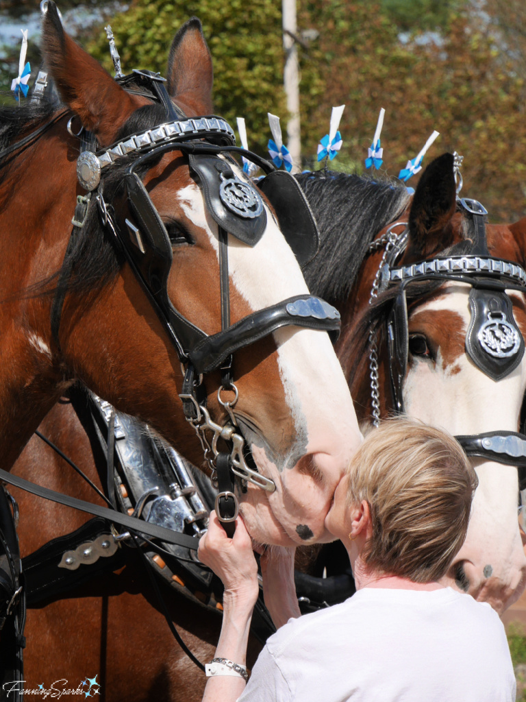 Calming Horse During Hitching   @FanningSparks