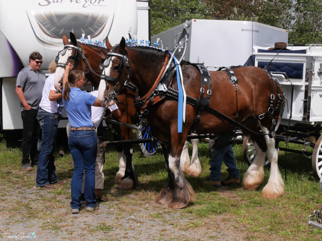 Clydesdale Horses from Caseydale Farms at Eastern Nova Scotia Exhibition    @FanningSparks