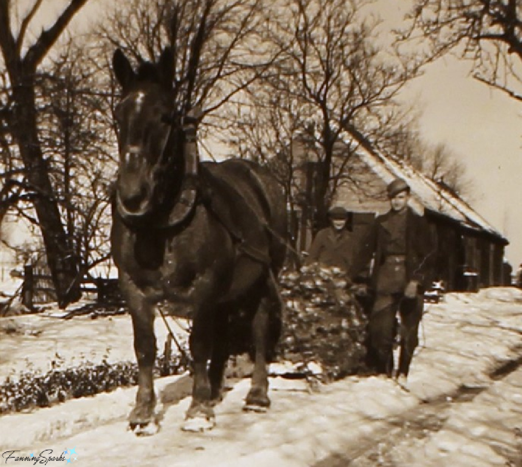 Dad and Opa with Draft Horse Pulling Sledge 1948   @FanningSparks
