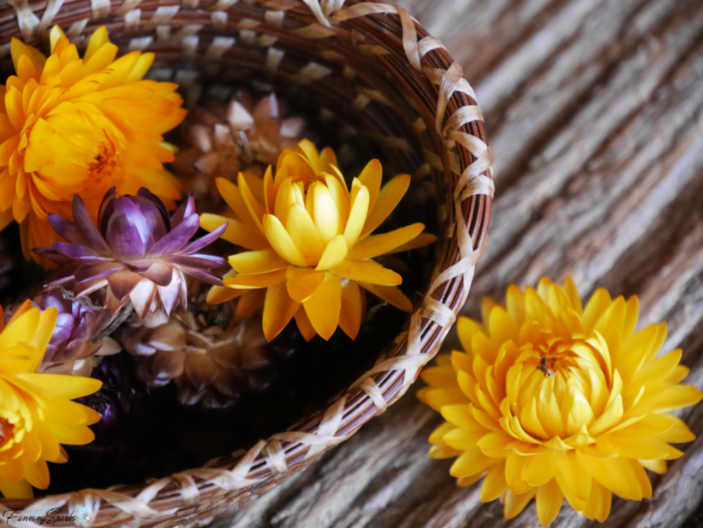 Dried Strawflower (Helichrysum) Blooms   @FanningSparks