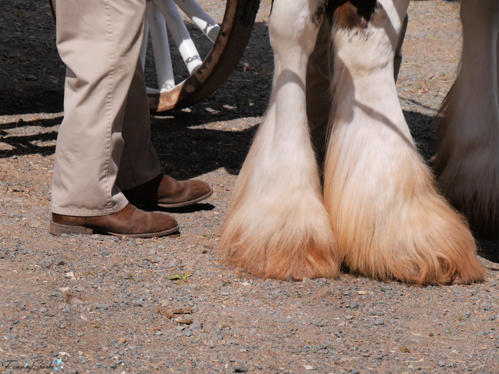 Feathering on Clydesdale Horses   @FanningSparks