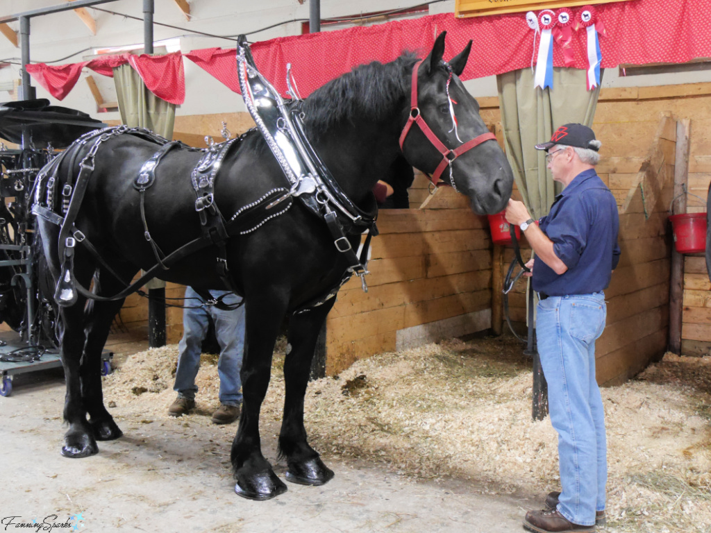 Giffins Percheron in Barn at Eastern Nova Scotia Exhibition    @FanningSparks