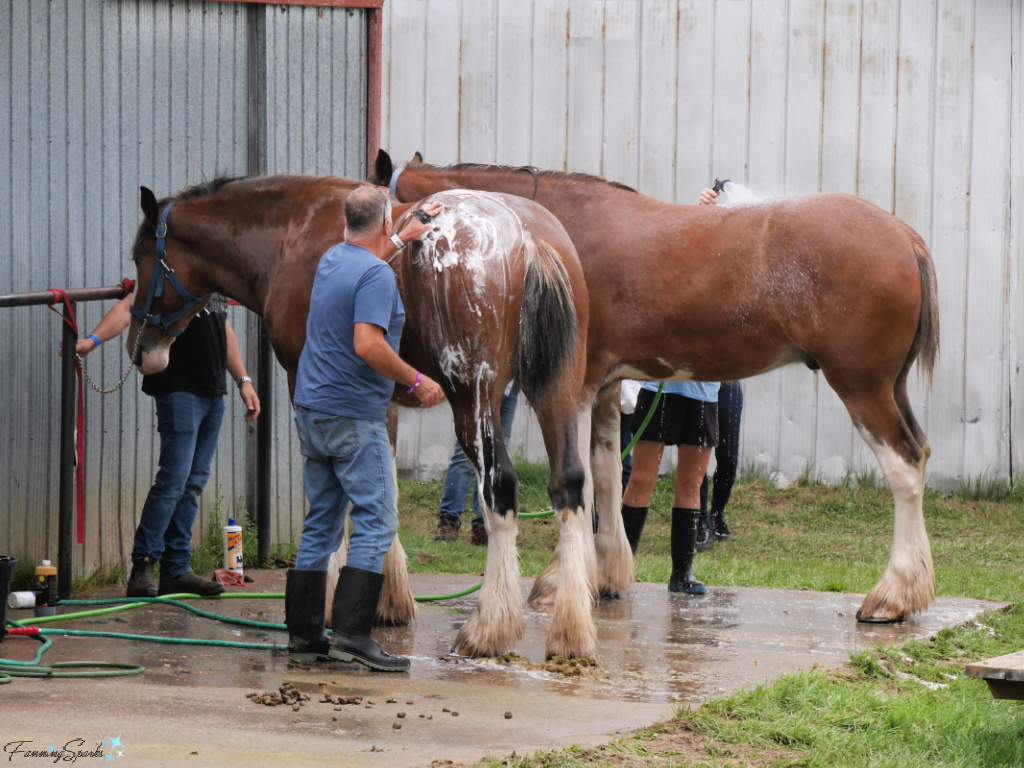 Grooming Draft Horses at Halifax County Exhibition   @FanningSparks