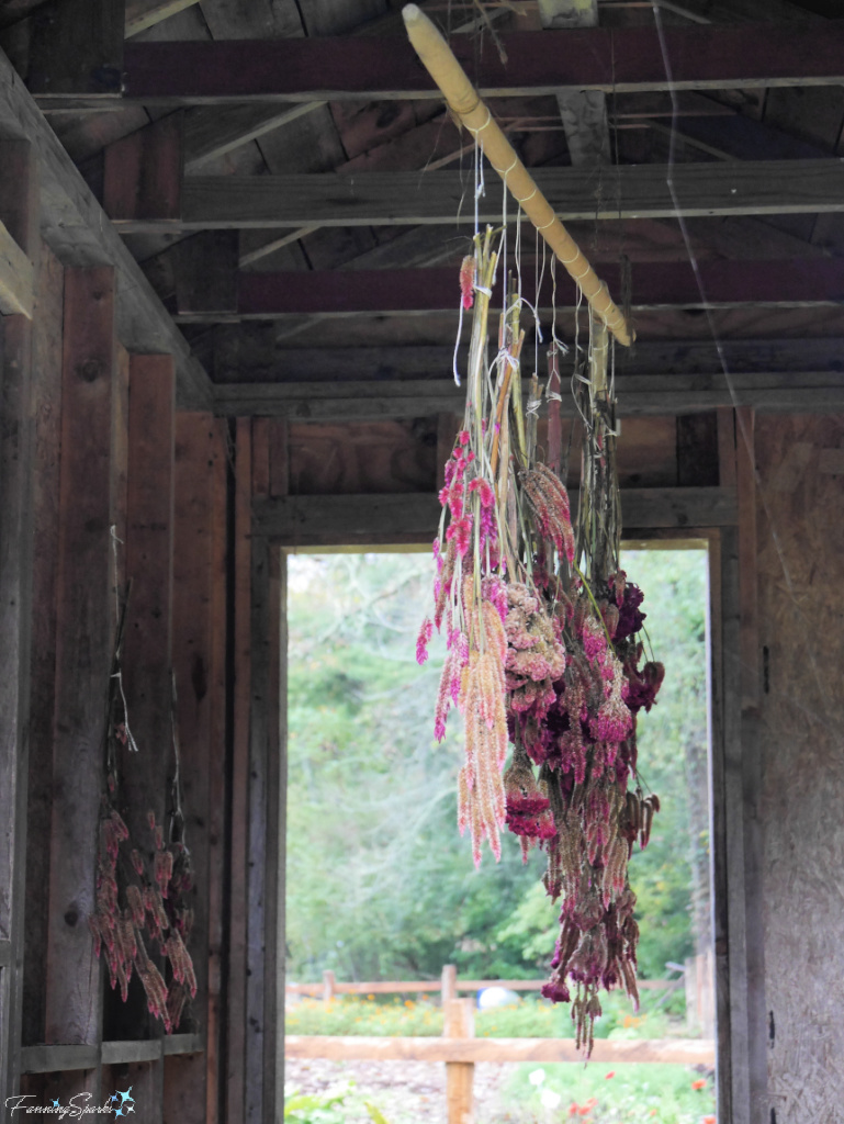 Hanging Flowers to Dry in Outdoor Shed   @FanningSparks