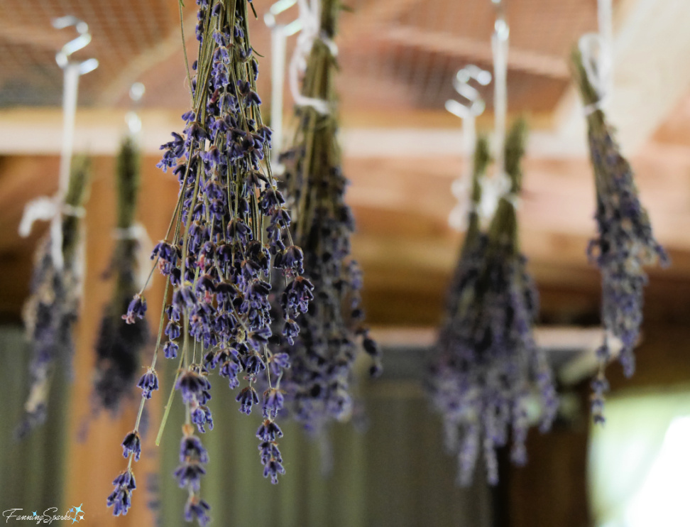 Hanging Lavender to Dry in Barn   @FanningSparks