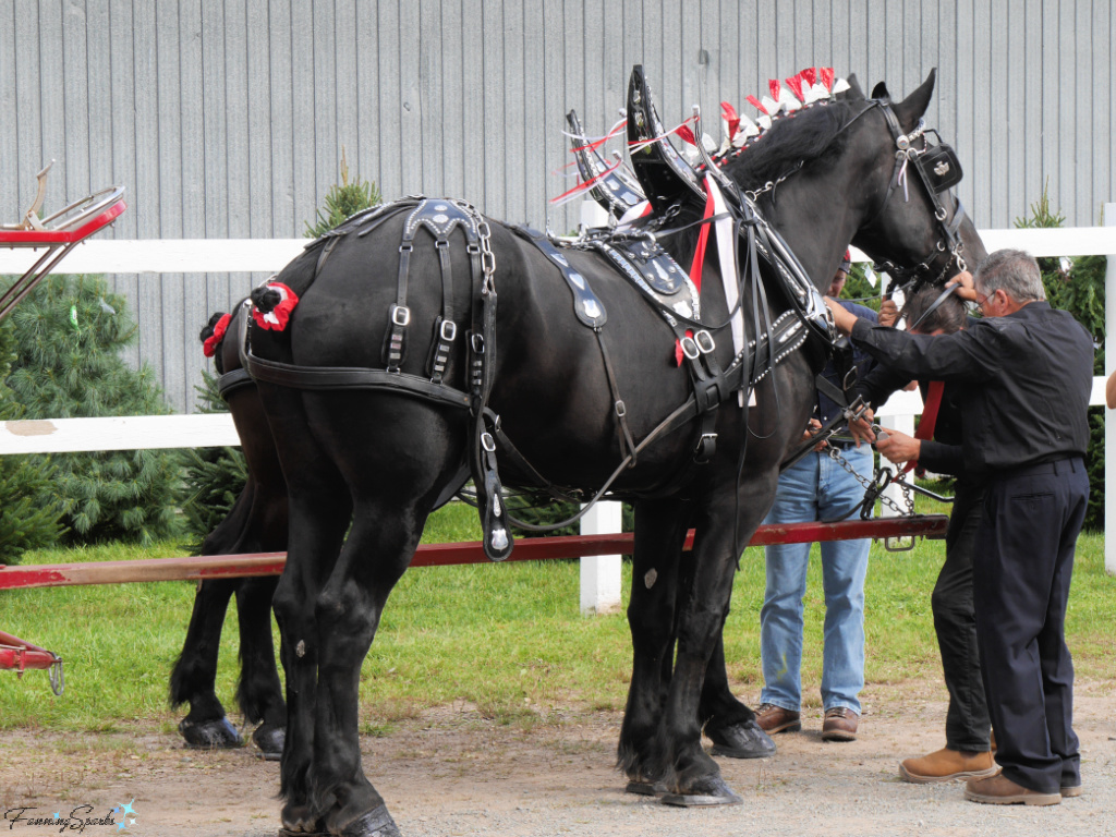 Hitching Up Giffins Percherons at Eastern Nova Scotia Exhibition   @FanningSparks
