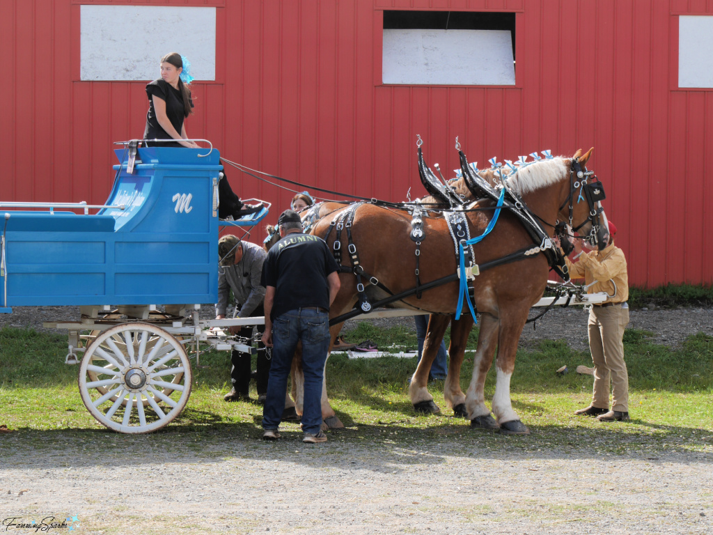 Hitching Up MacIntyre’s Belgians at Eastern Nova Scotia Exhibition   @FanningSparks