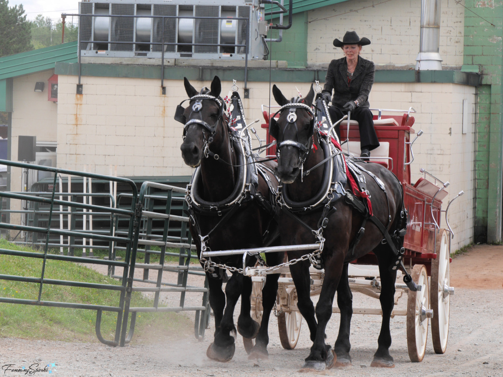 Karen Proust from Proust Percherons at Eastern Nova Scotia Exhibition   @FanningSparks