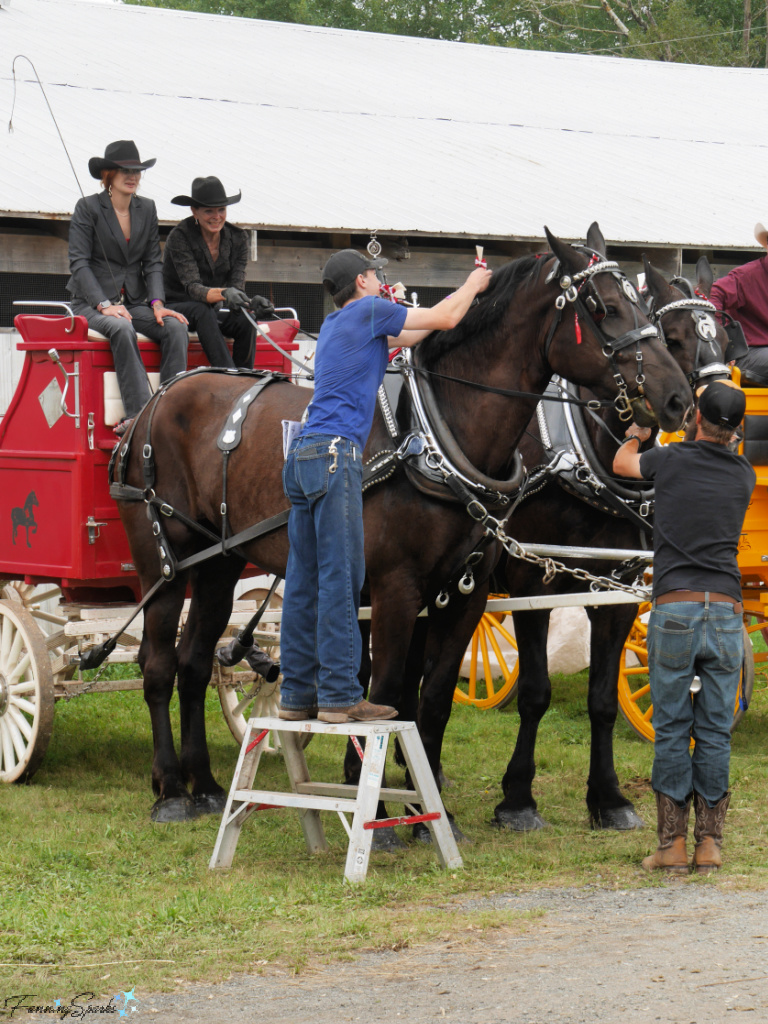 Last Minute Adjustments for Proust Percherons   @FanningSparks