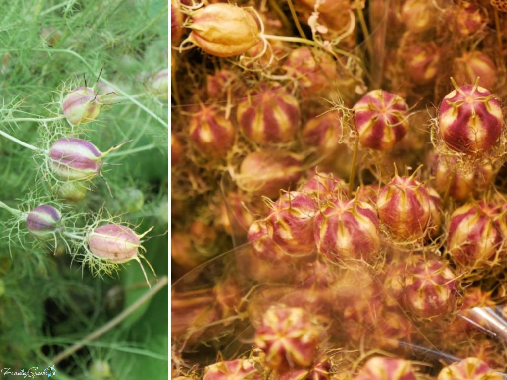 Love-in-a-Mist (Nigella damascene) Blooms Live and Dried   @FanningSparks