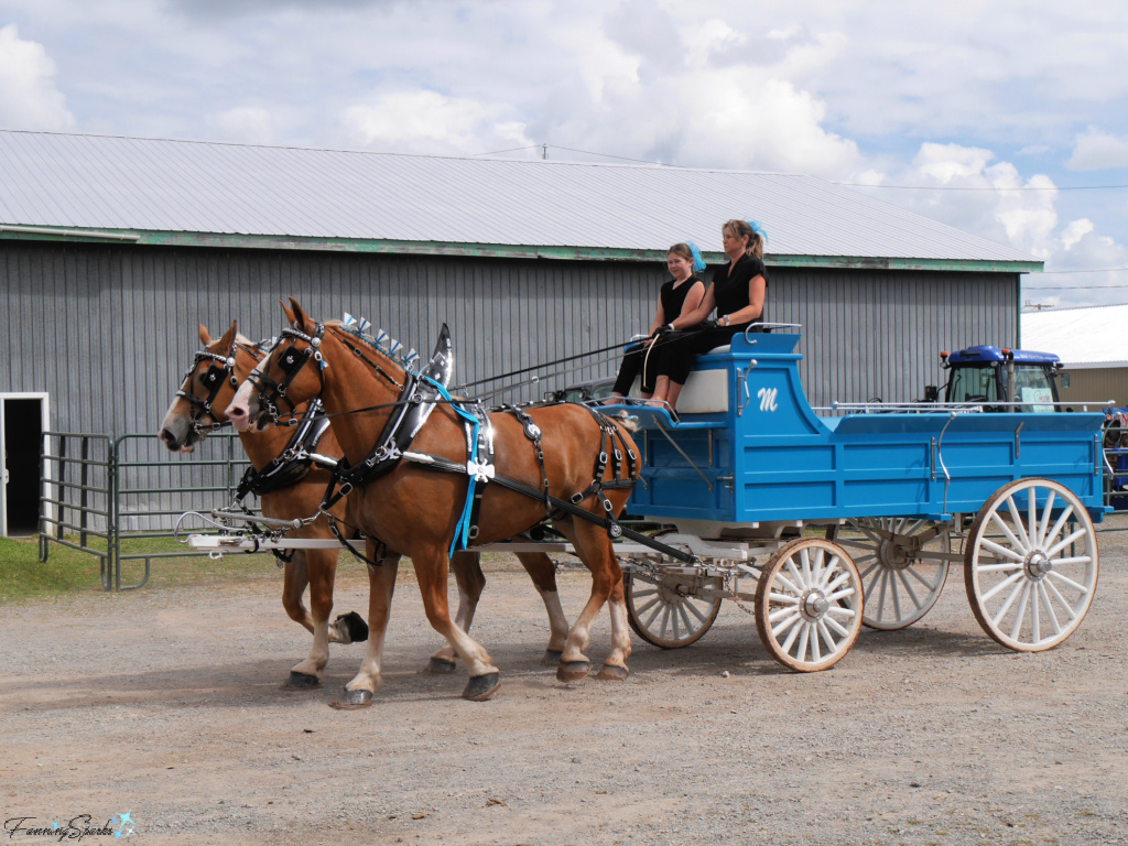 MacIntyre’s Belgians at Eastern Nova Scotia Exhibition   @FanningSparks