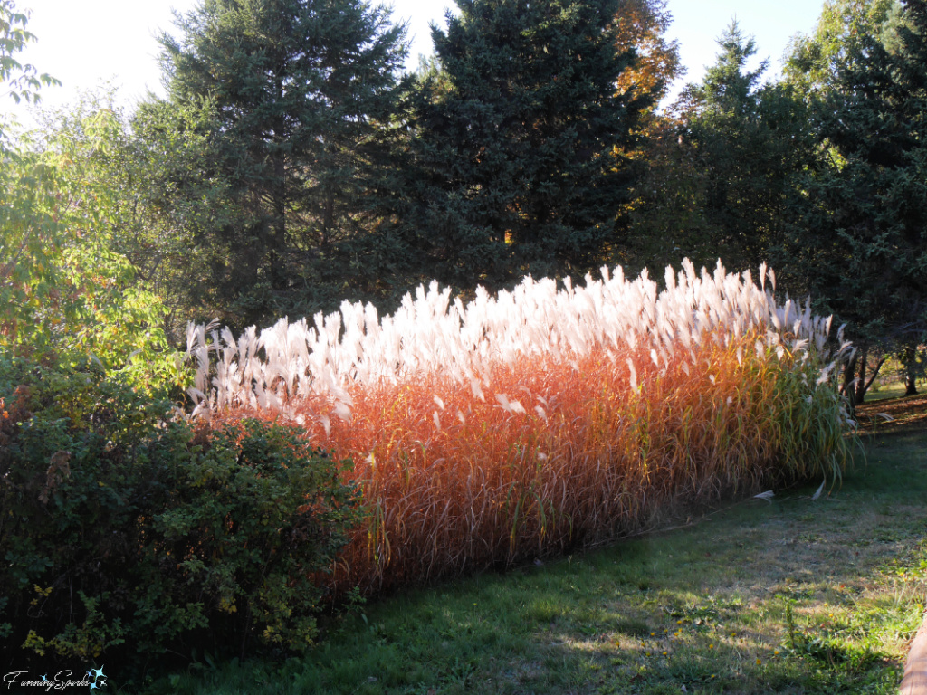 Maiden Grass (Miscanthus sinensis) in Sunlight @FanningSparks