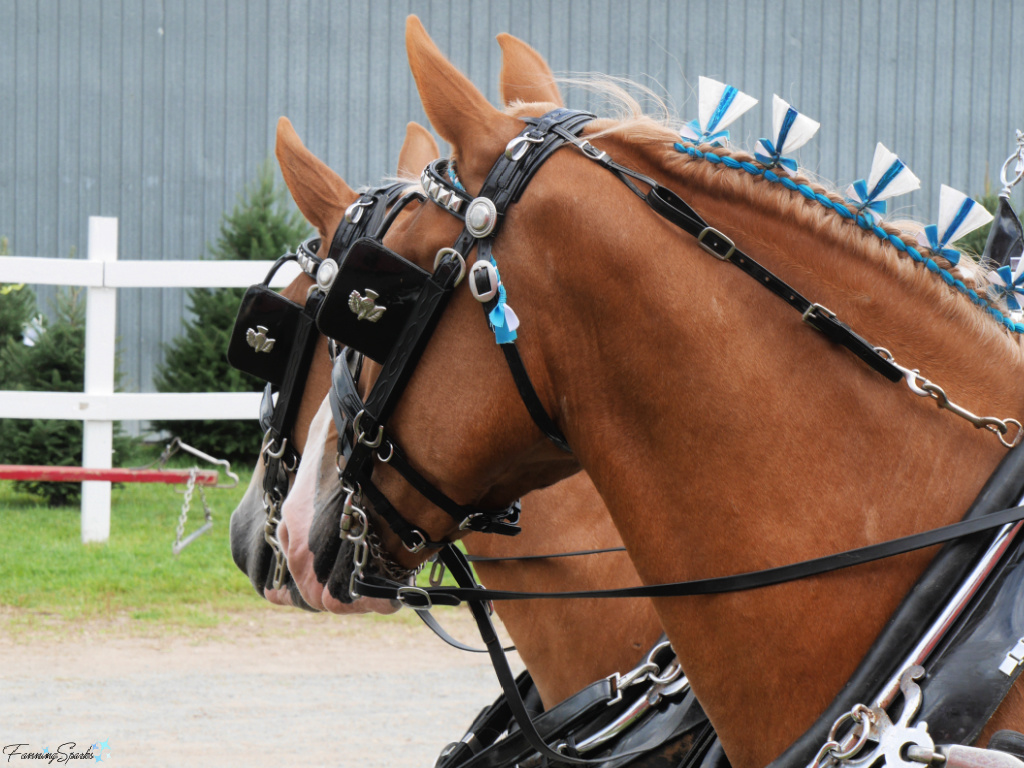 Mane Roll and Rosettes on Horse from MacIntyre’s Belgians   @FanningSparks