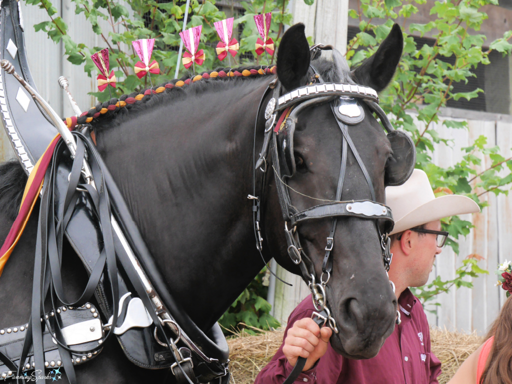 Mane Roll and Rosettes on Horse from Whirlwind Hill Farm   @FanningSparks
