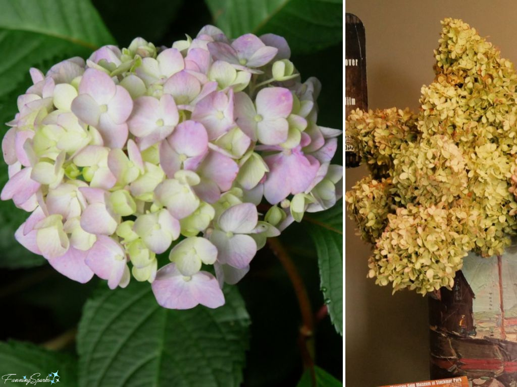 Mophead Hydrangea Blooms Live and Dried   @FanningSparks