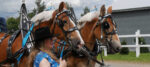 Peters and Belgians from Whitetail Acres Farm Edwardsville NS fea @FanningSparks