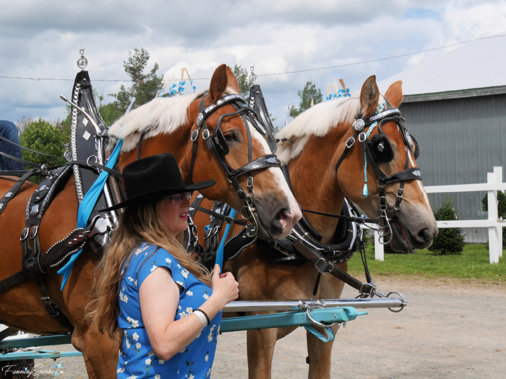 Peters and Belgians from Whitetail Acres Farm Edwardsville NS reg   @FanningSparks