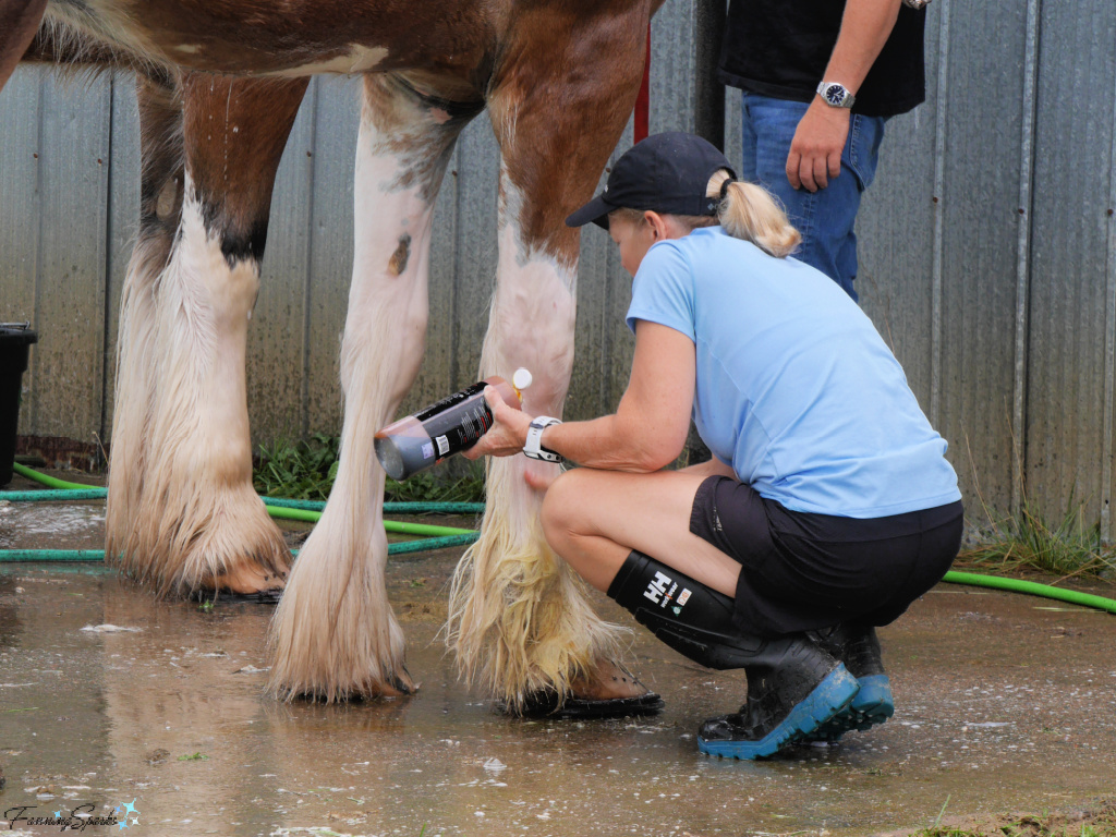 Shampooing Draft Horse Feathering at Halifax County Exhibition   @FanningSparks