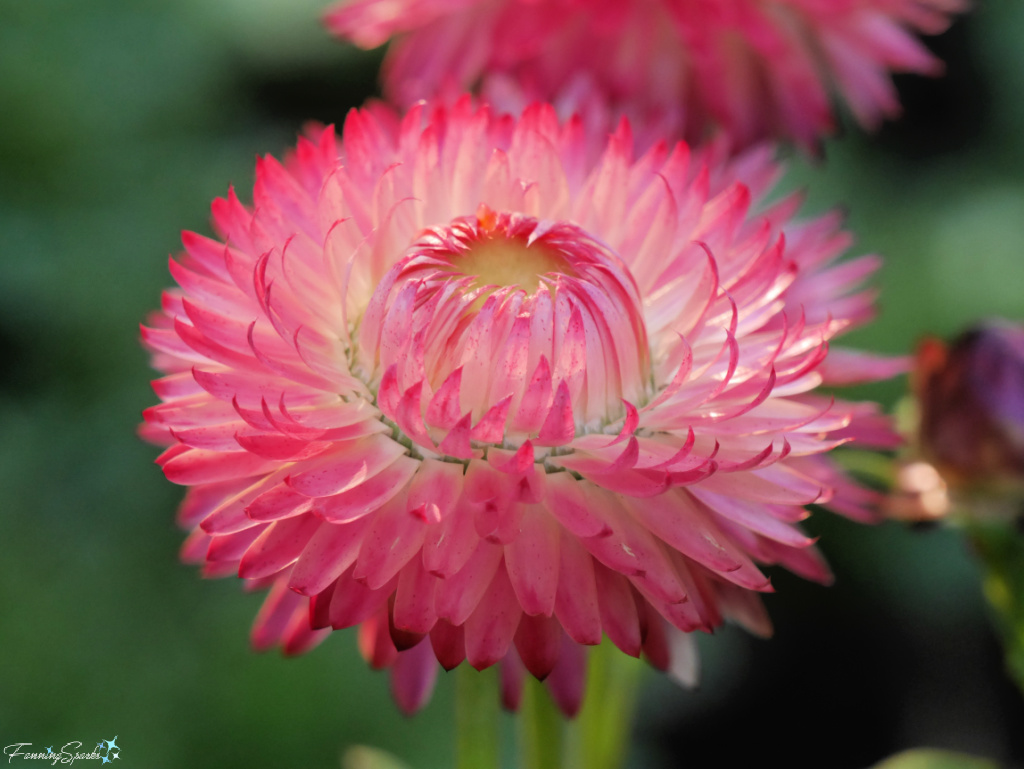 Vibrant Pink Strawflower (Asteraceae Helichrysum) in Bloom   @FanningSparks