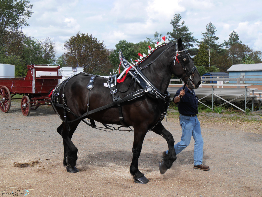 Walking Harnessed Horse to Wagon for Hitching   @FanningSparks