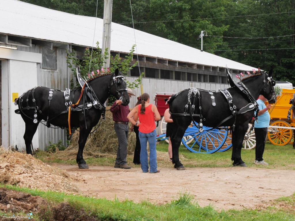 Walking Harnessed Horses to Yard for Hitching   @FanningSparks