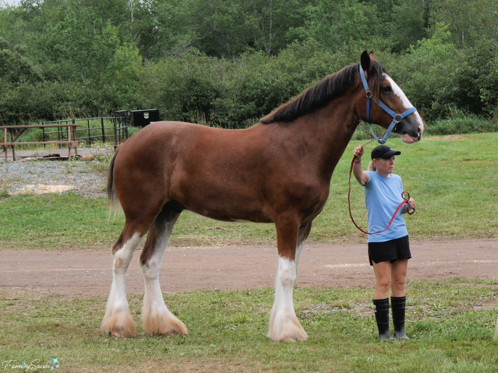 Woman Stands with Massive Draft Horse   @FanningSparks