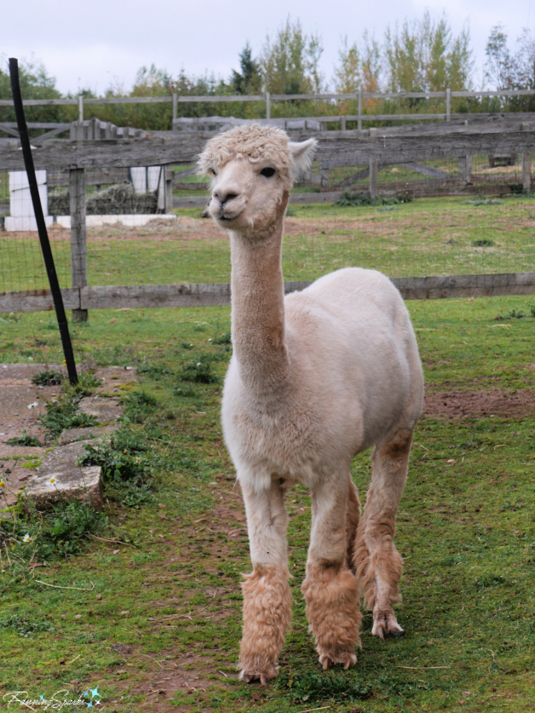 Alpaca Standing at Alert at Green Gable Alpacas   @FanningSparks