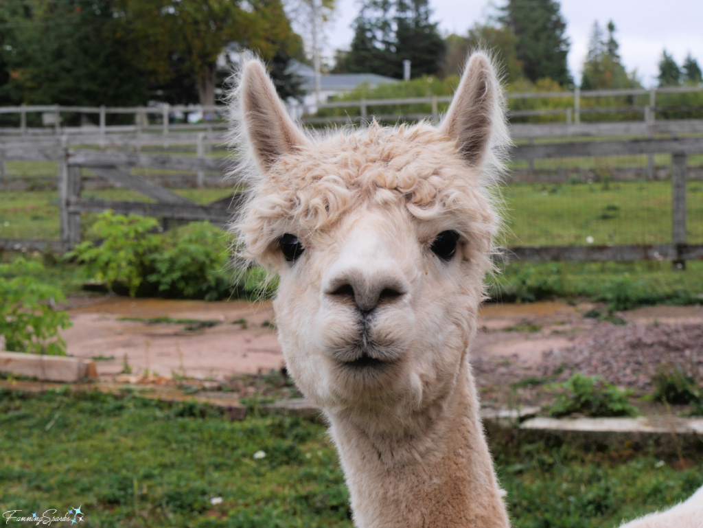 Alpaca Staring at Me at Green Gable Alpacas   @FanningSparks