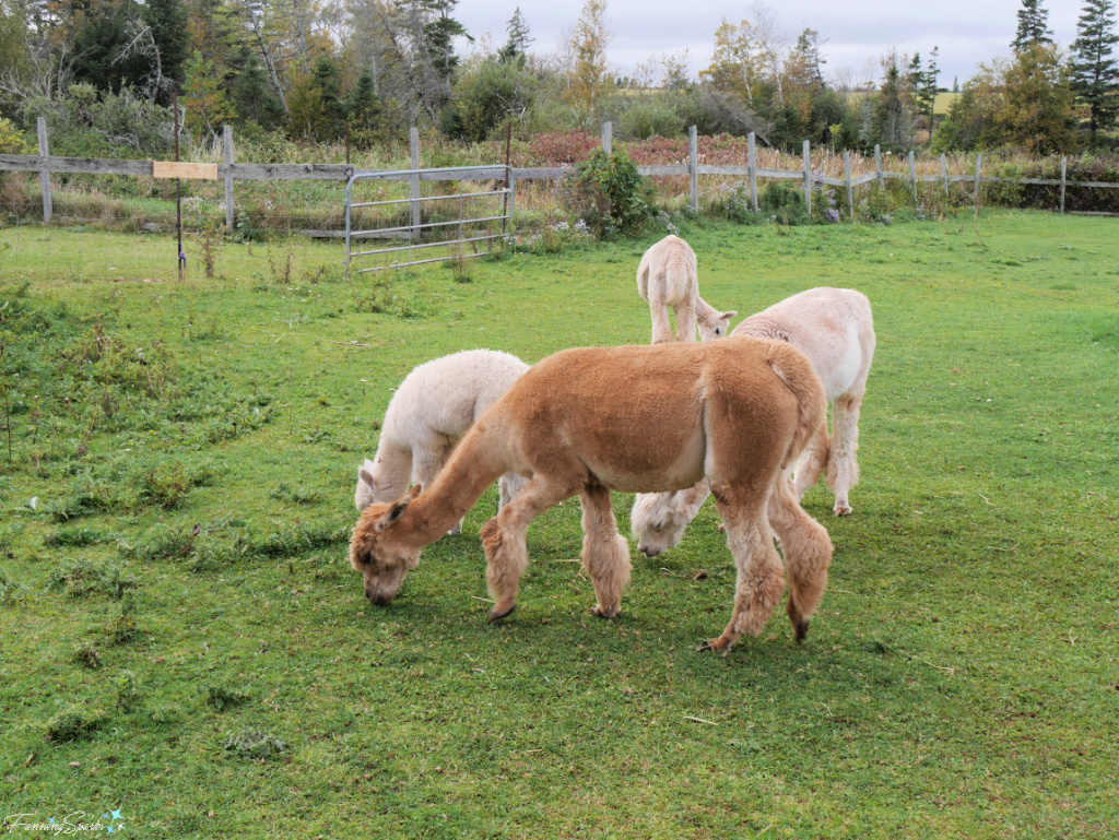 Alpacas Grazing in Field at Green Gable Alpacas   @FanningSparks