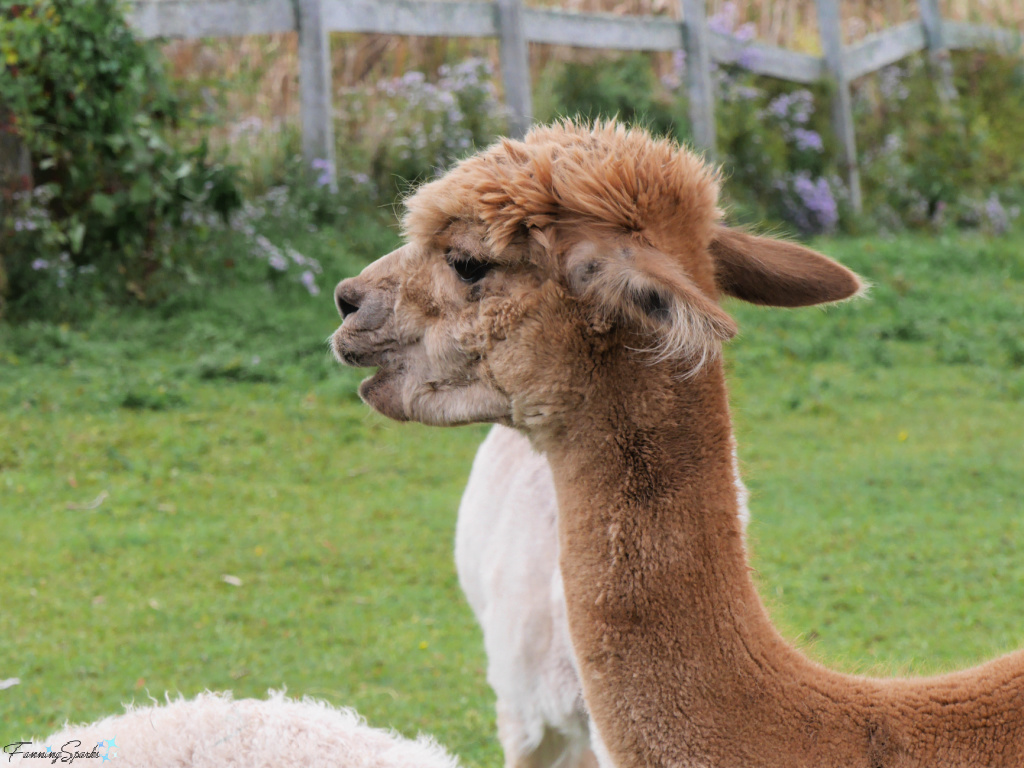 Brown Alpaca Looking Left at Green Gable Alpacas   @FanningSparks