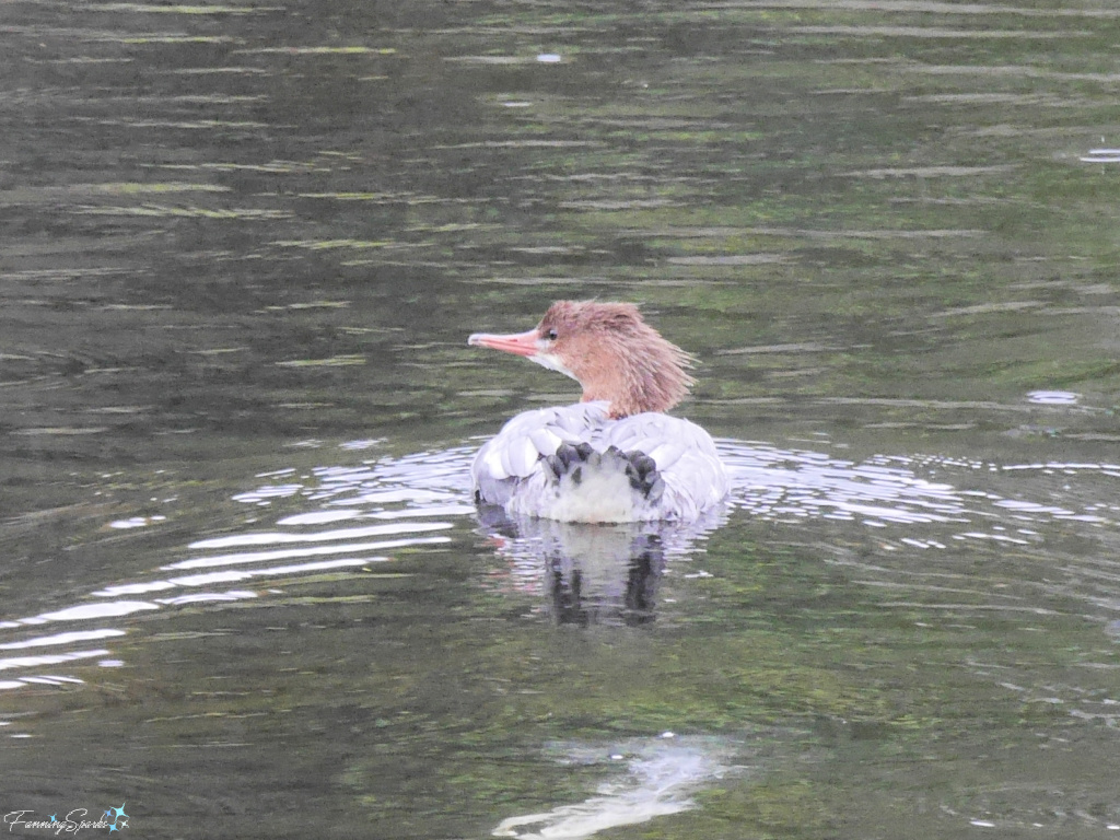 Common Merganser Mergus merganser in Mahone Bay NS   @FanningSparks