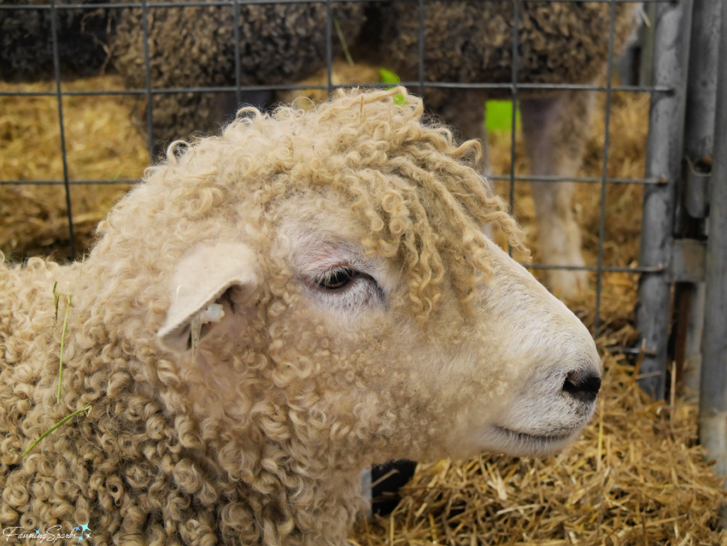 Cotswold Sheep at Southeastern Animal Fiber Fair   @FanningSparks